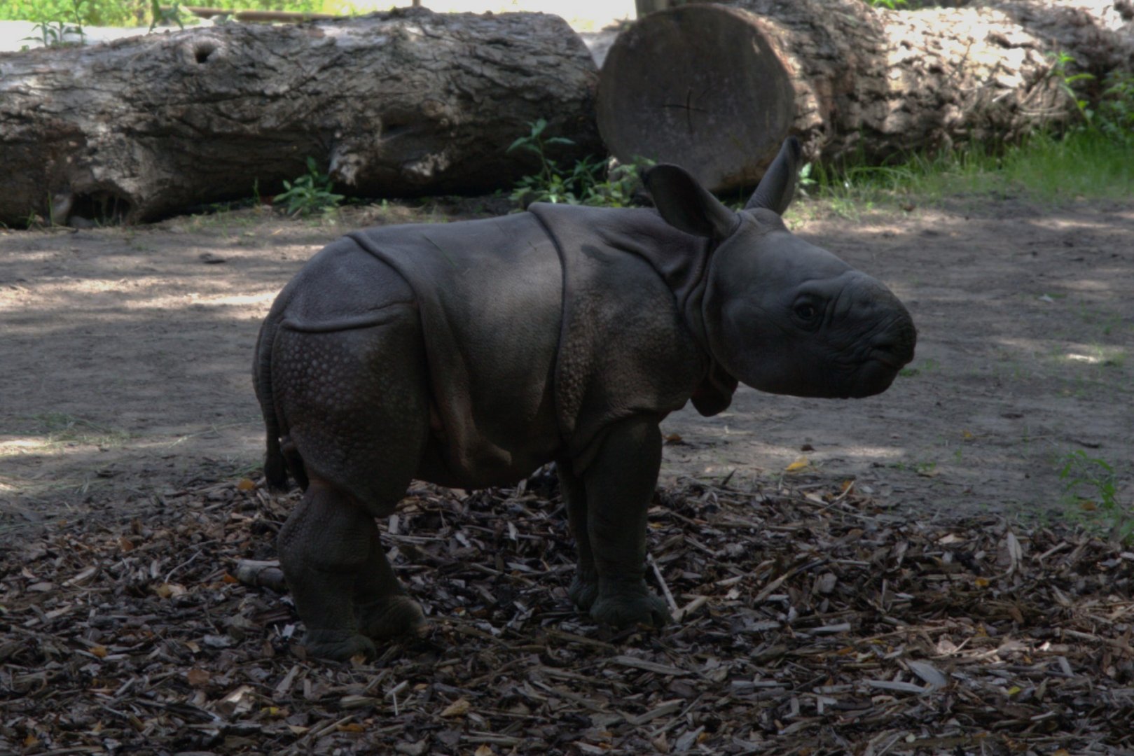 Indian Rhino (Rhinoceros unicornis)