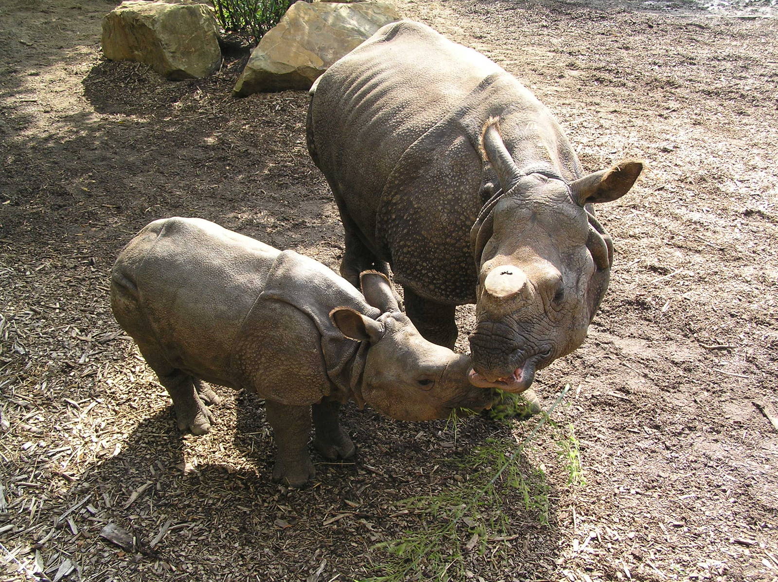 Indian rhino - Rotterdam 06
