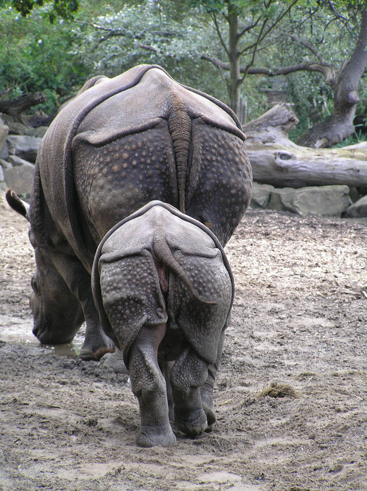 Indian rhino - Rotterdam 2006