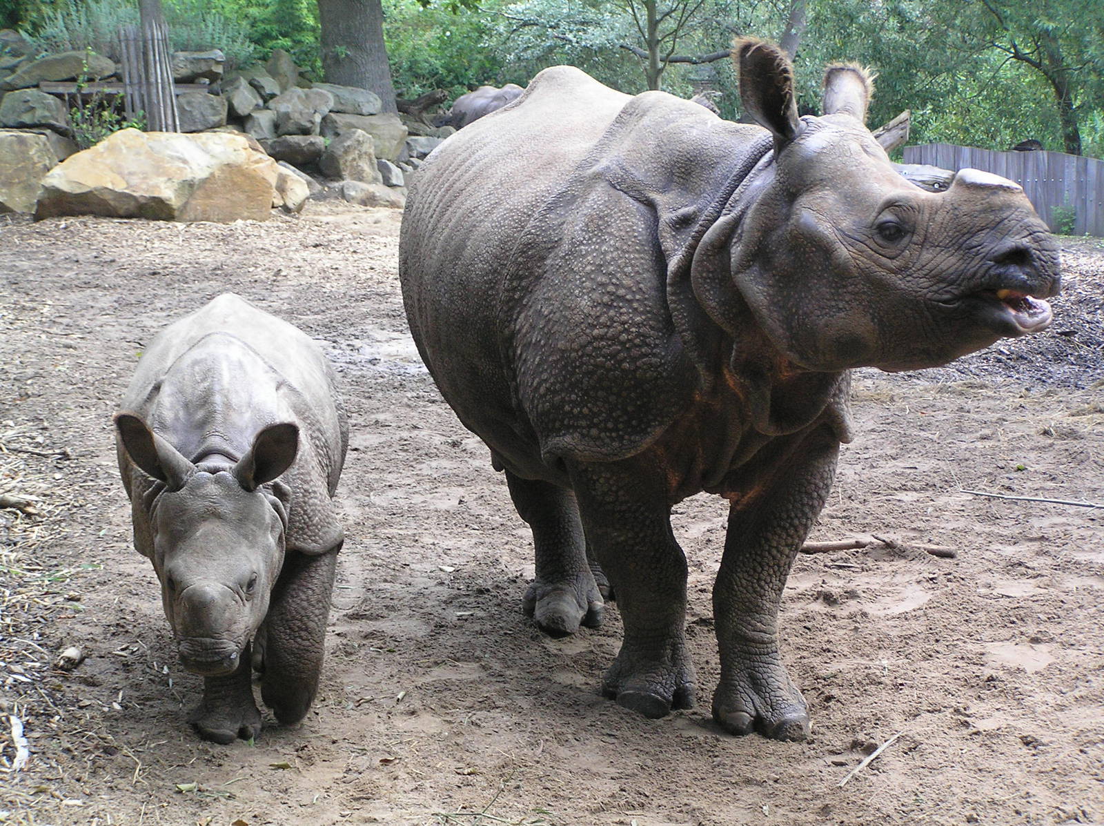 Indian Rhino - Rotterdam 2006
