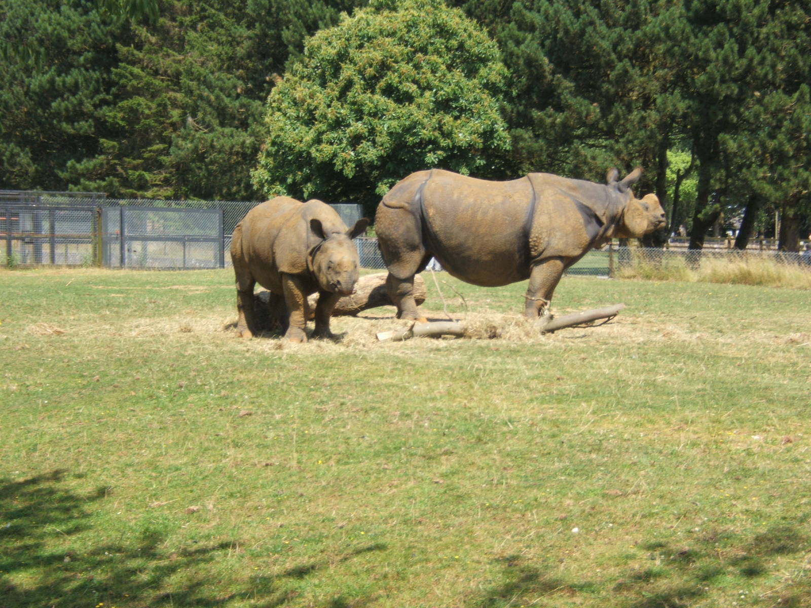 Indian Rhino`s