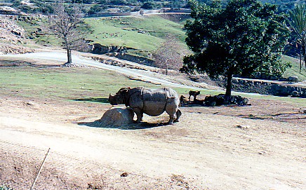 Indian rhino @ San Deigo WAP