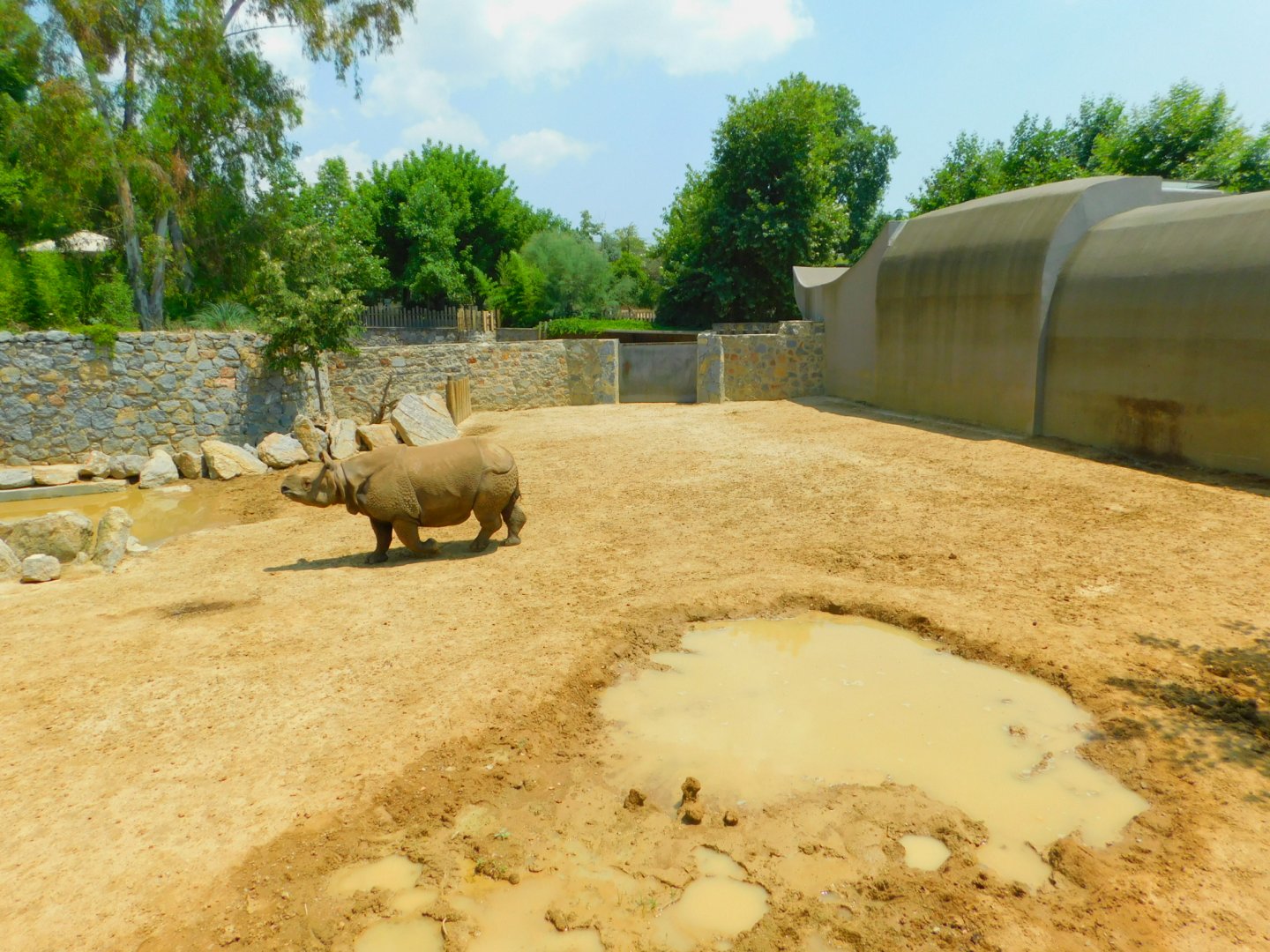 Indian rhino second pen