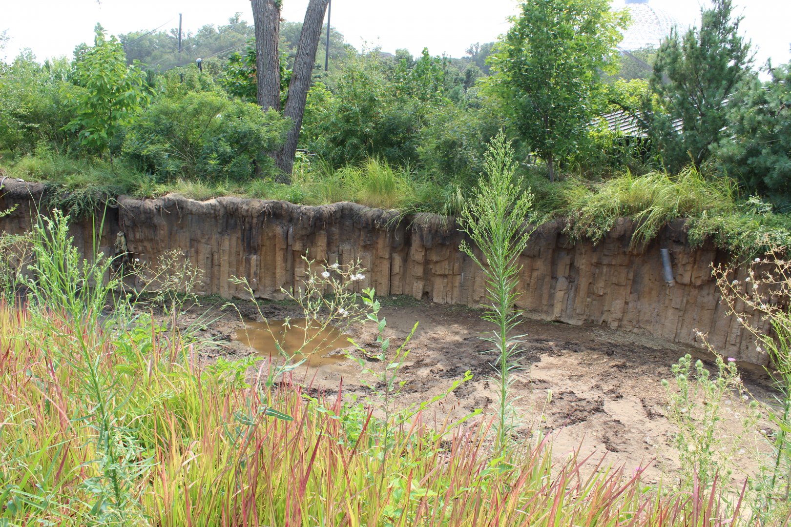 Indian Rhino Separation Exhibit - Asian Highlands