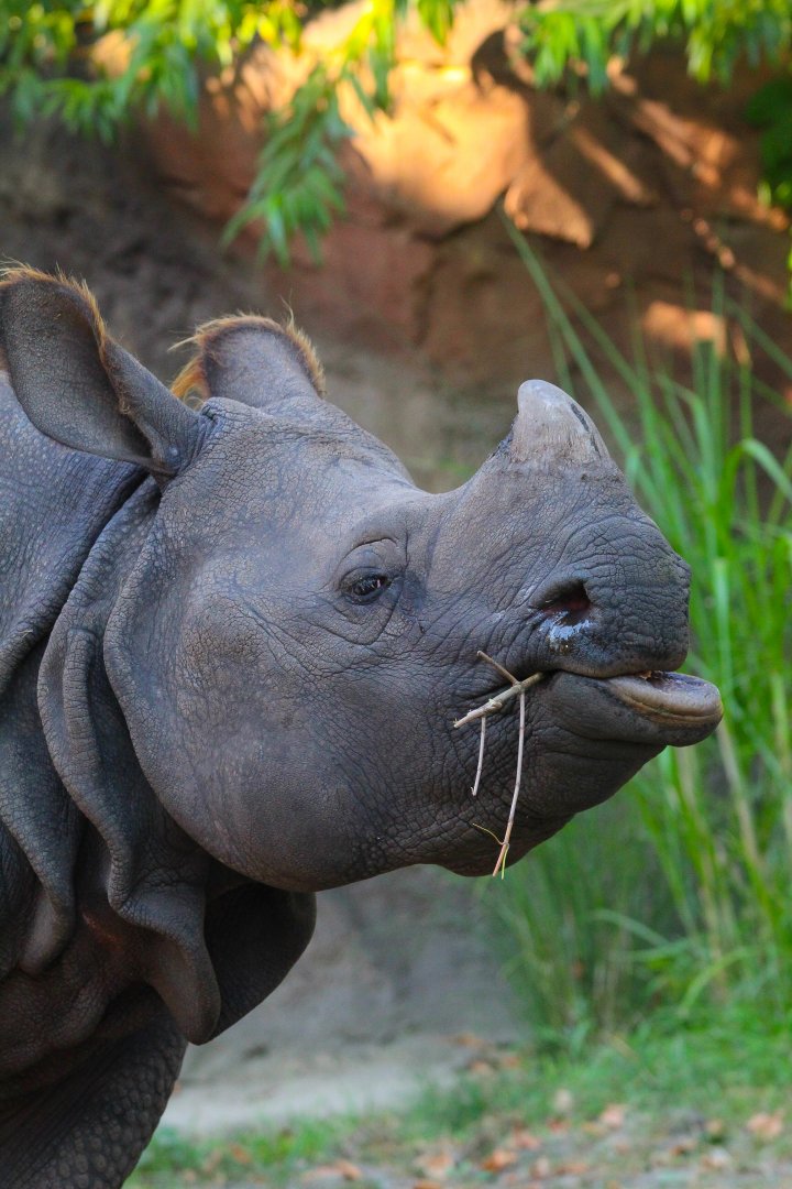 Indian Rhino- September 2024