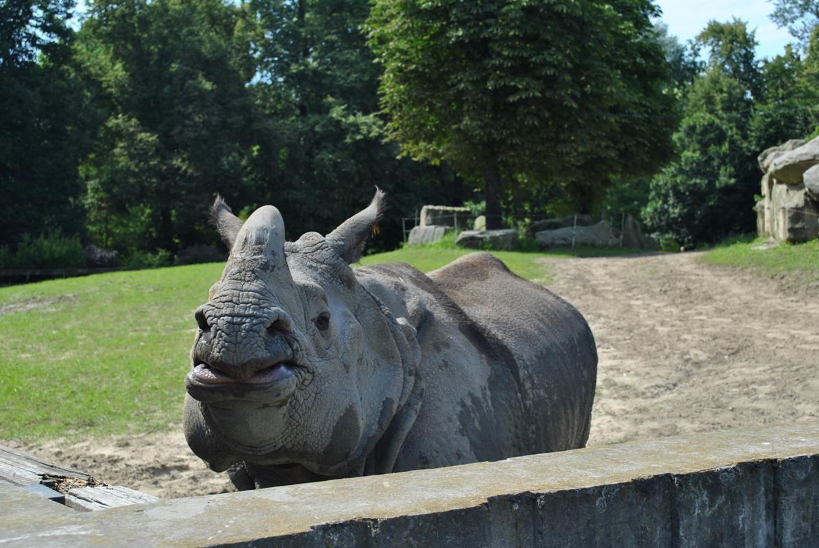 Indian Rhino - Shikari