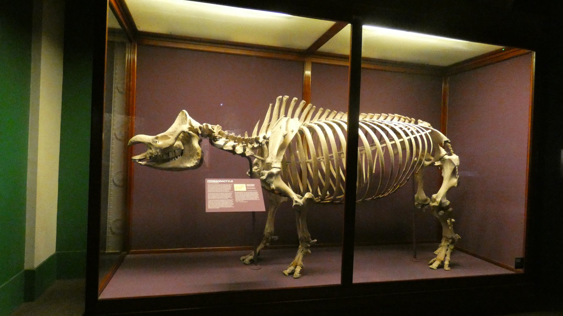 Indian Rhino Skeletal Display, Hall of Asian Mammals - Feb. 2022