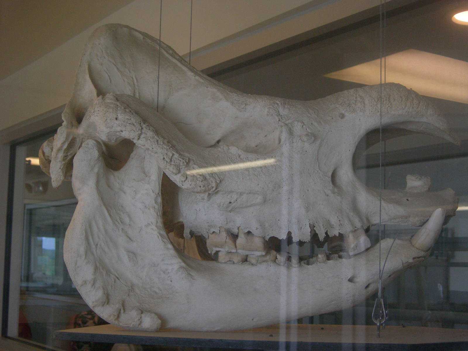 Indian Rhino Skull