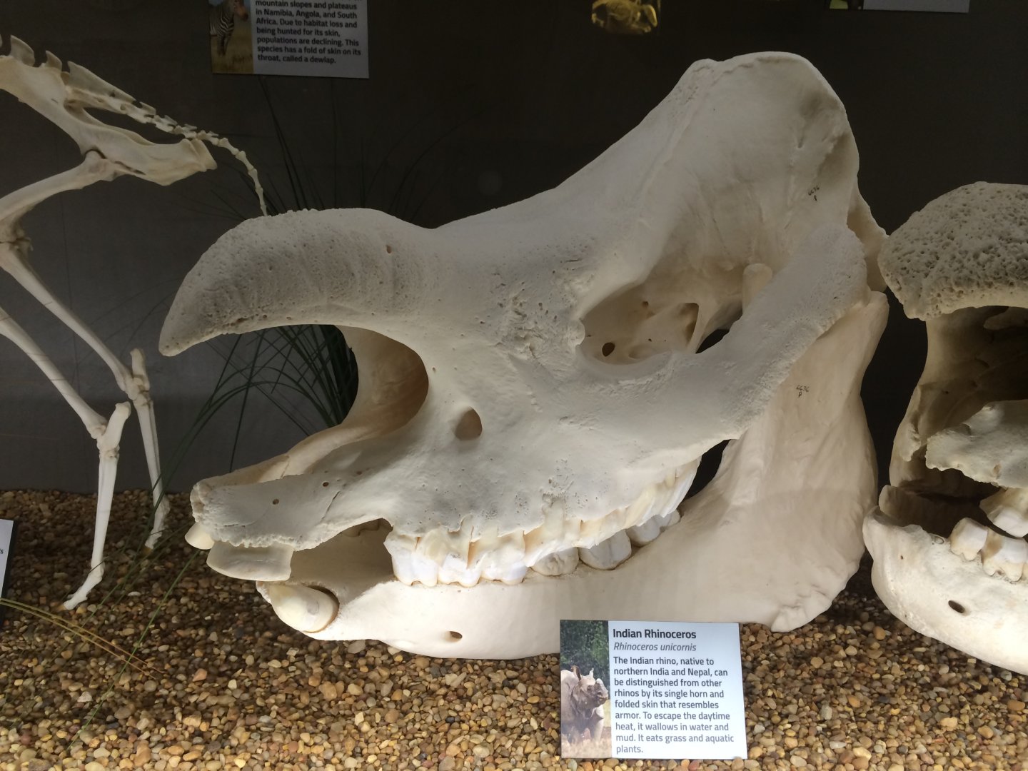 Indian Rhino Skull