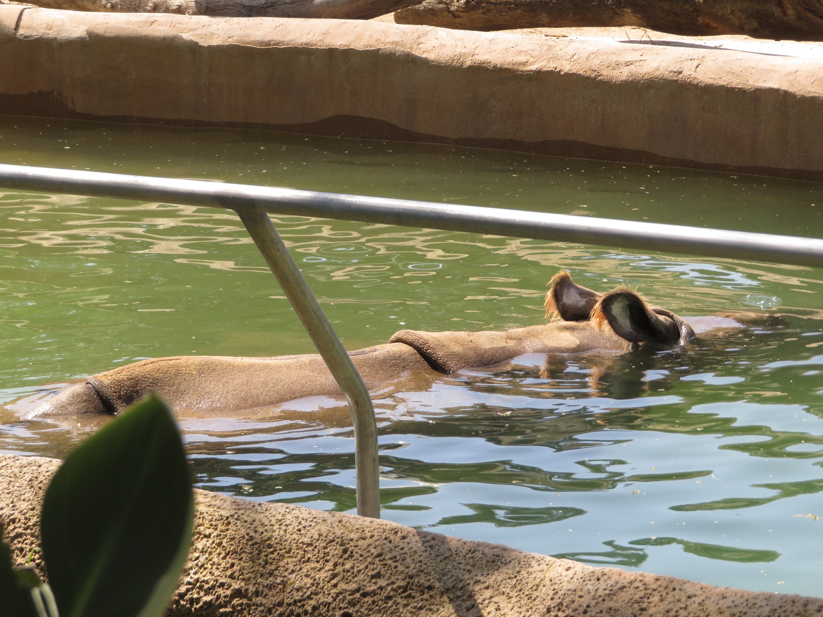 Indian Rhino Submerged