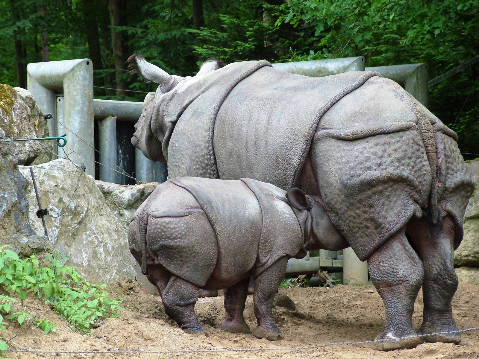 Indian Rhino Suckling at Amersfoort, 01/06/12