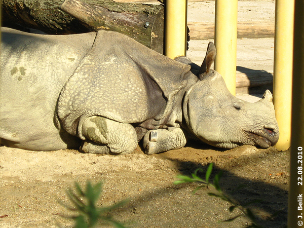 Indian rhino "Sundari"