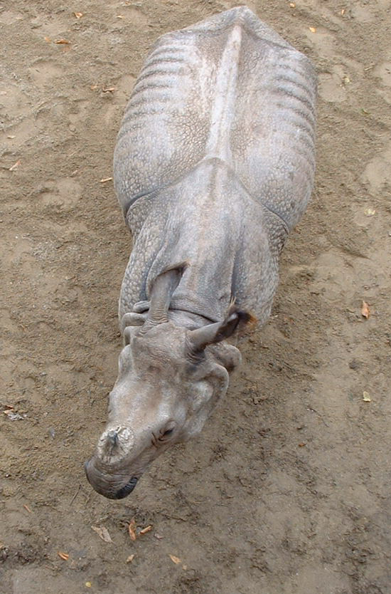 Indian Rhino - Vienna 2006
