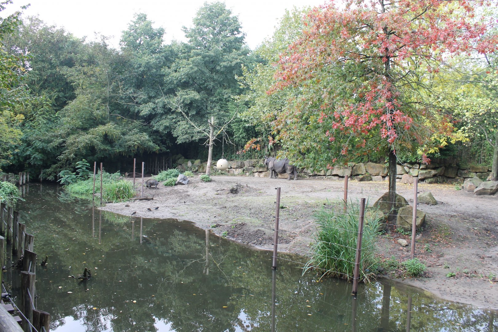 Indian rhino - Visayan warty hog-enclosure