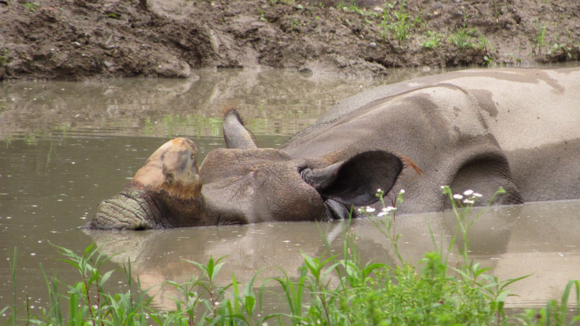 Indian Rhino Vishnu Sleeping