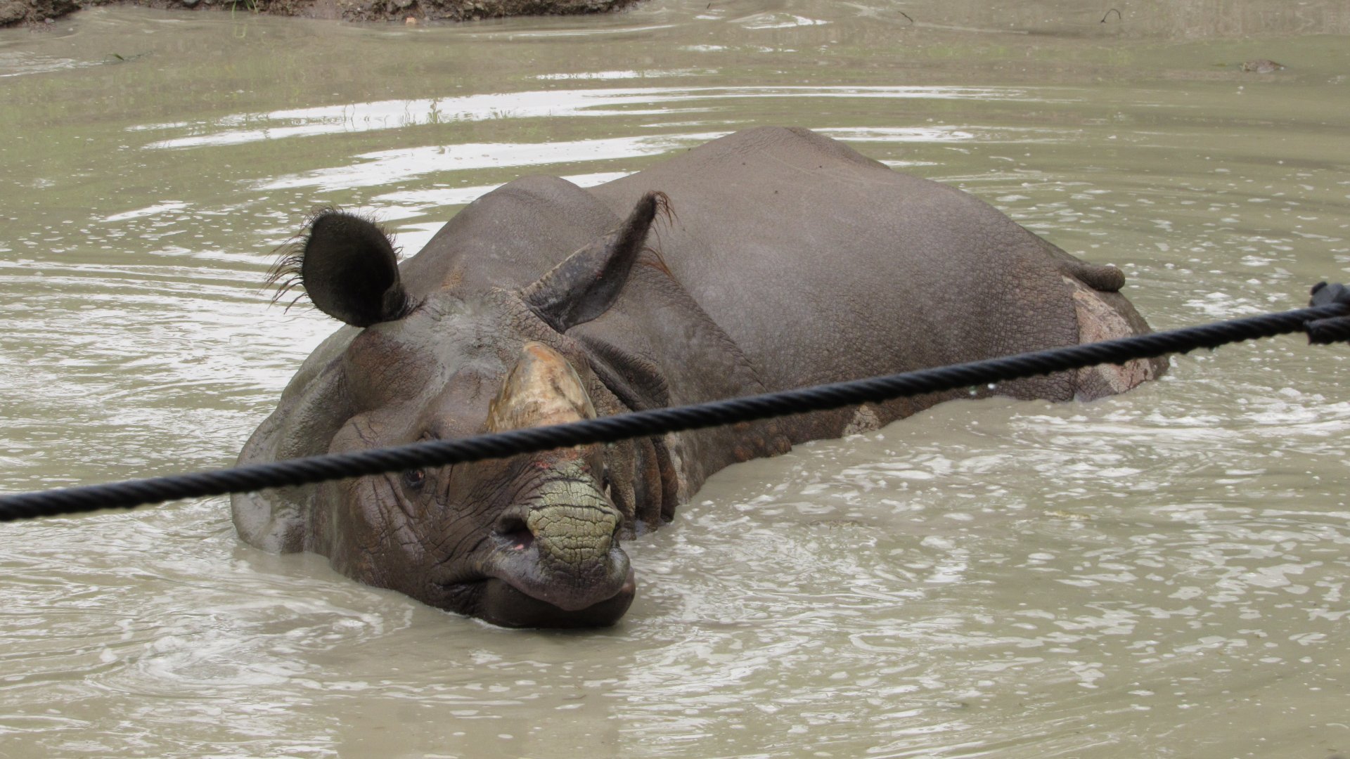 Indian Rhino Vishnu Wallowing