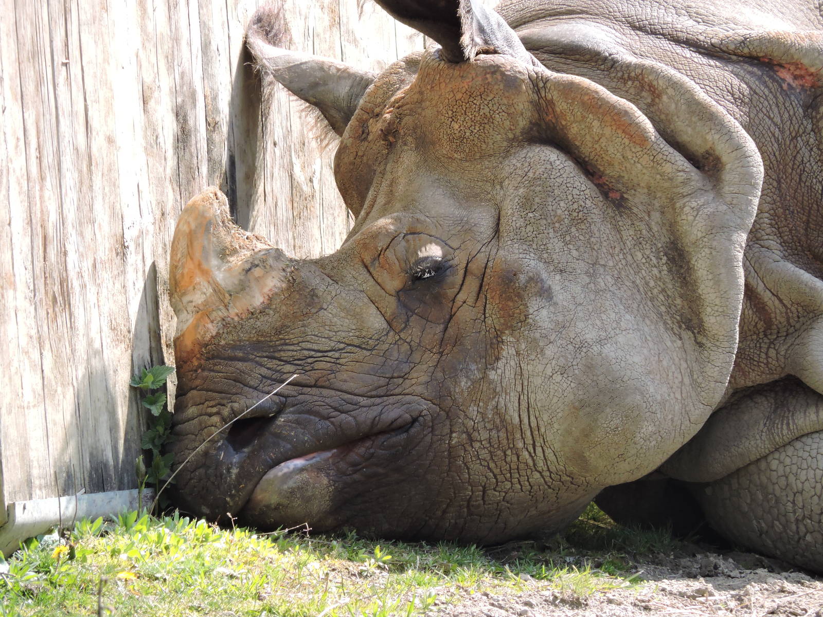 Indian Rhino - Vishnu