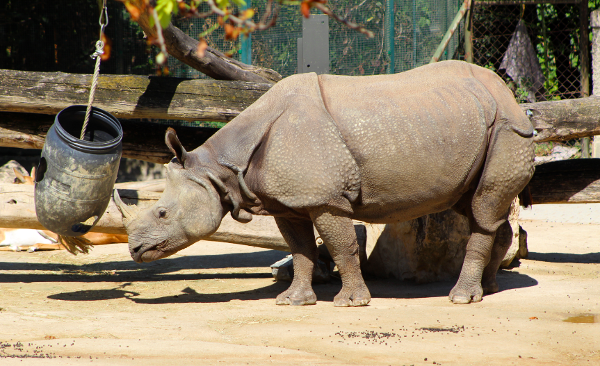 Indian Rhino w/ Enrichment