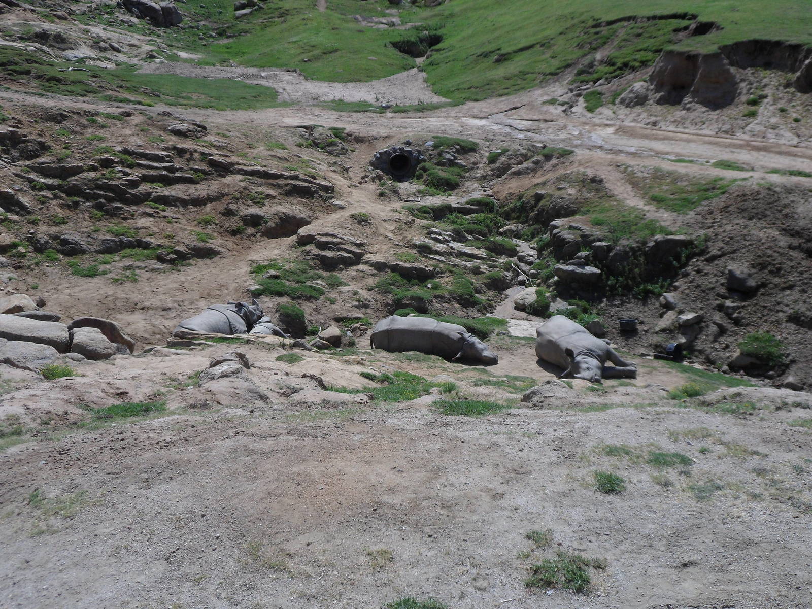 Indian Rhino with baby