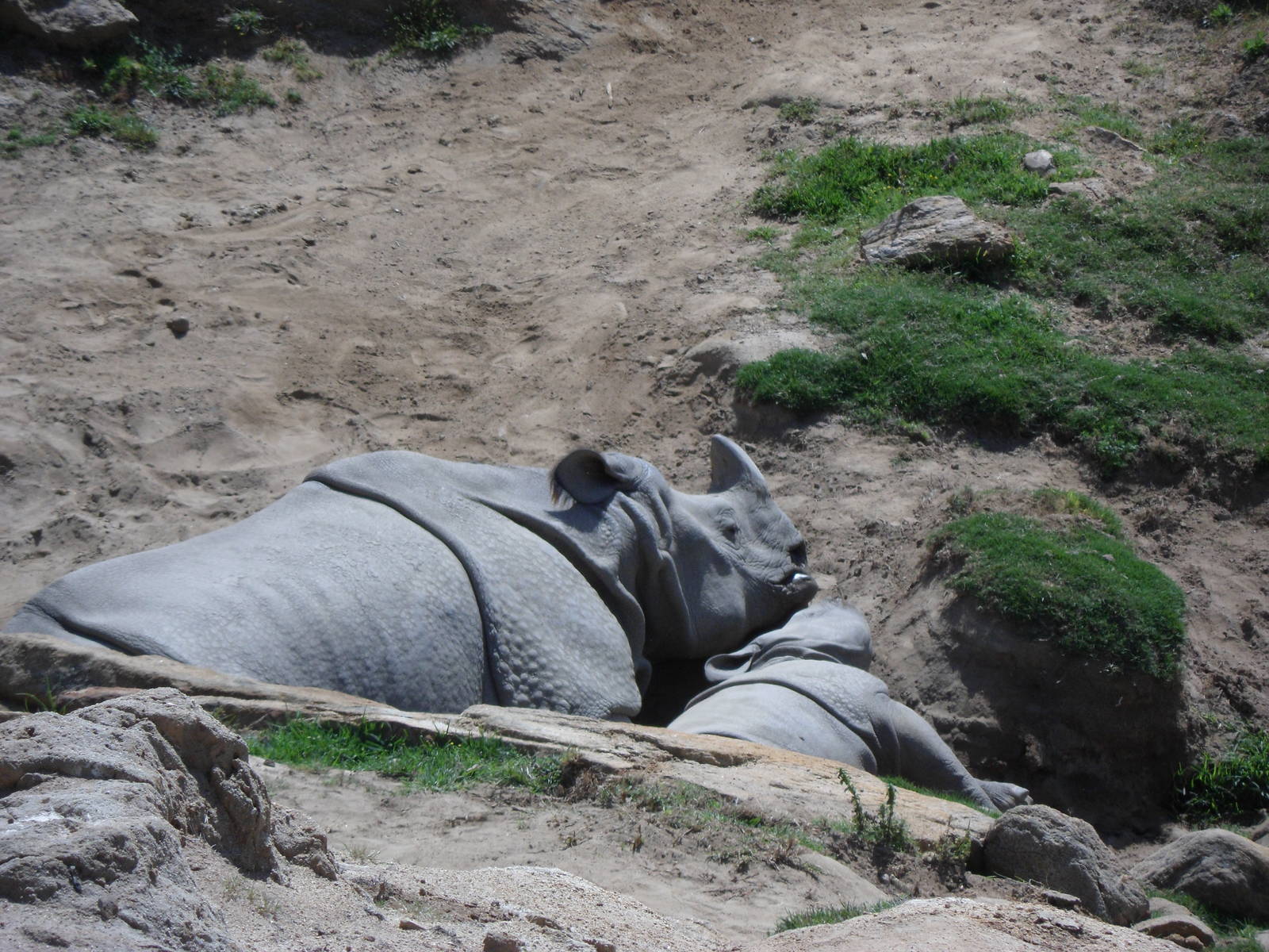 Indian Rhino with baby