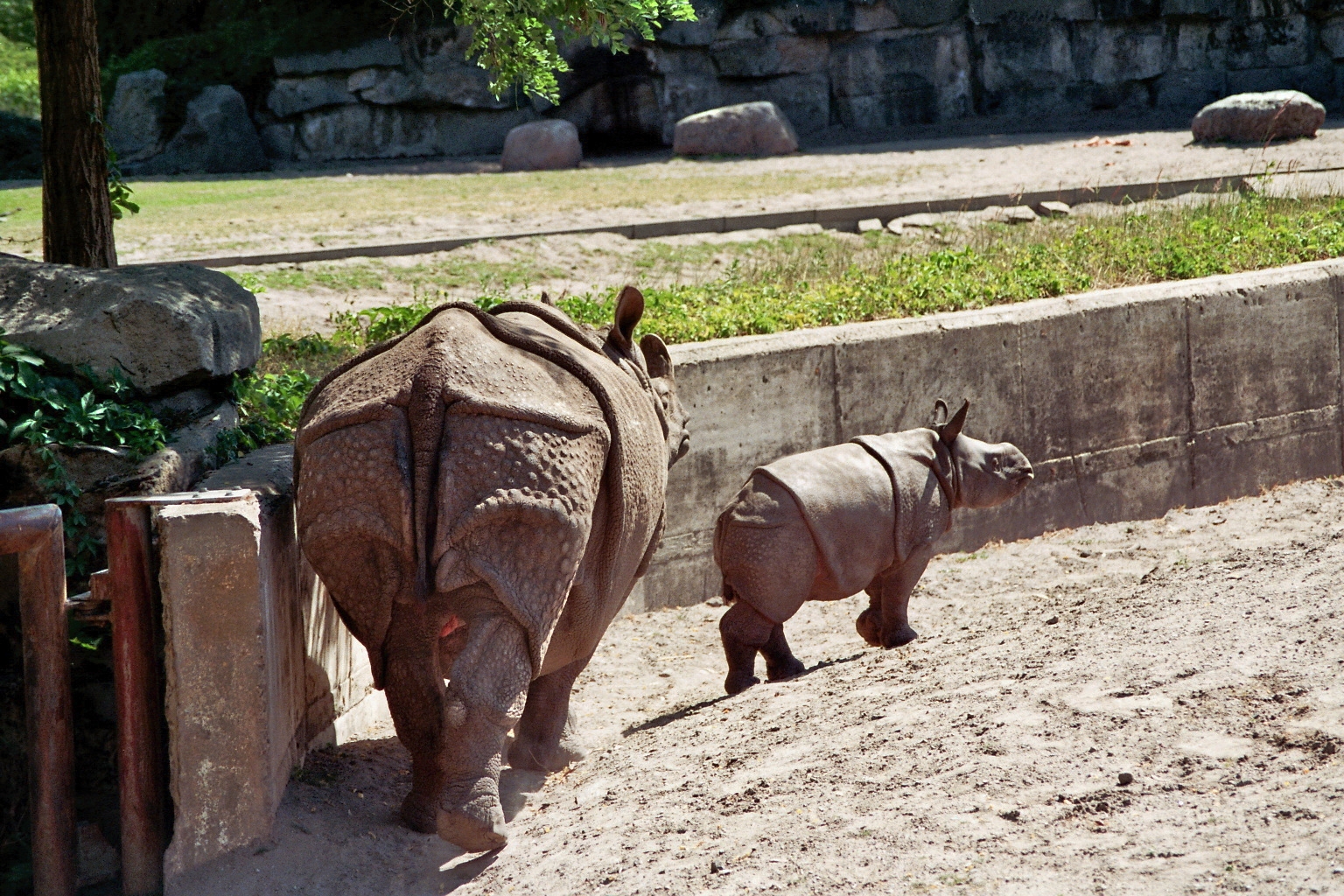 Indian Rhino with calf