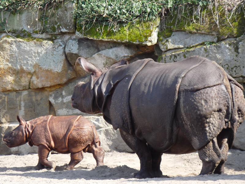Indian Rhino with calf