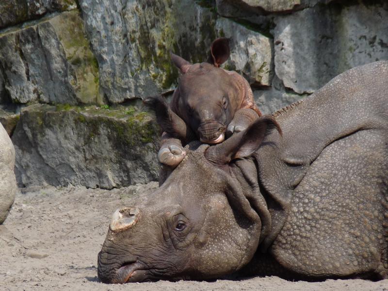 Indian Rhino with Calf