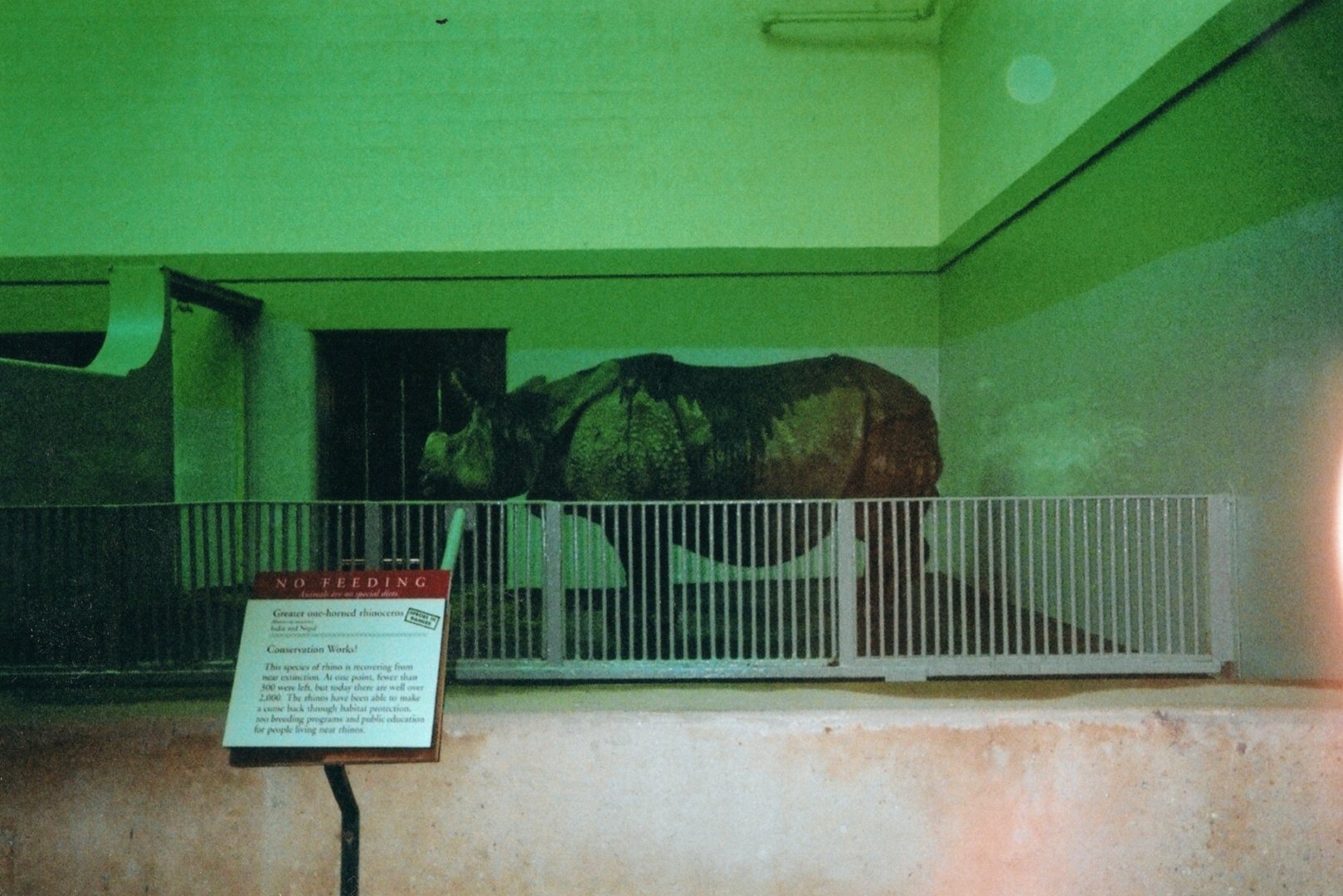 Indian Rhino Xavira Indoors