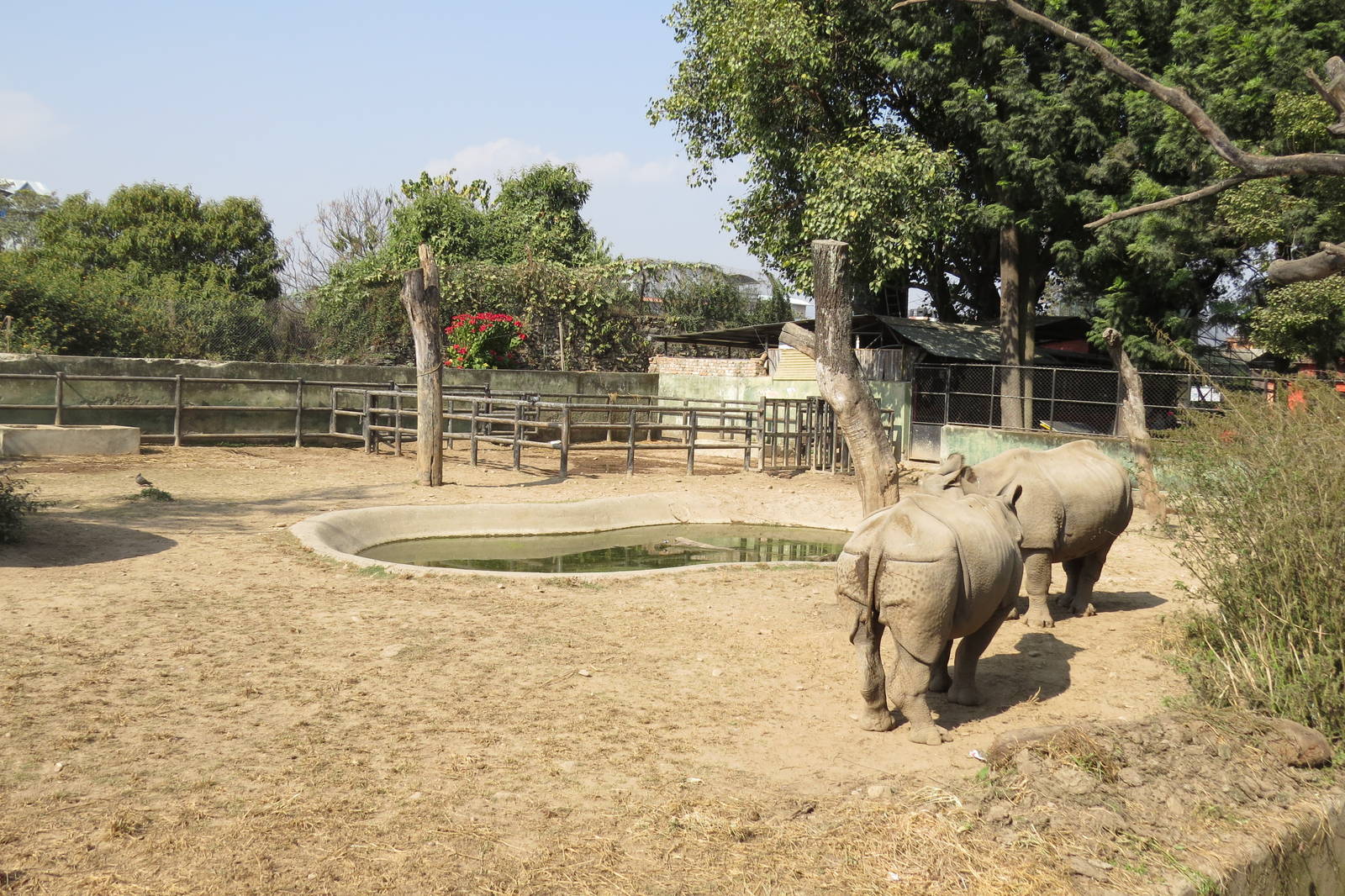Indian Rhino Yard
