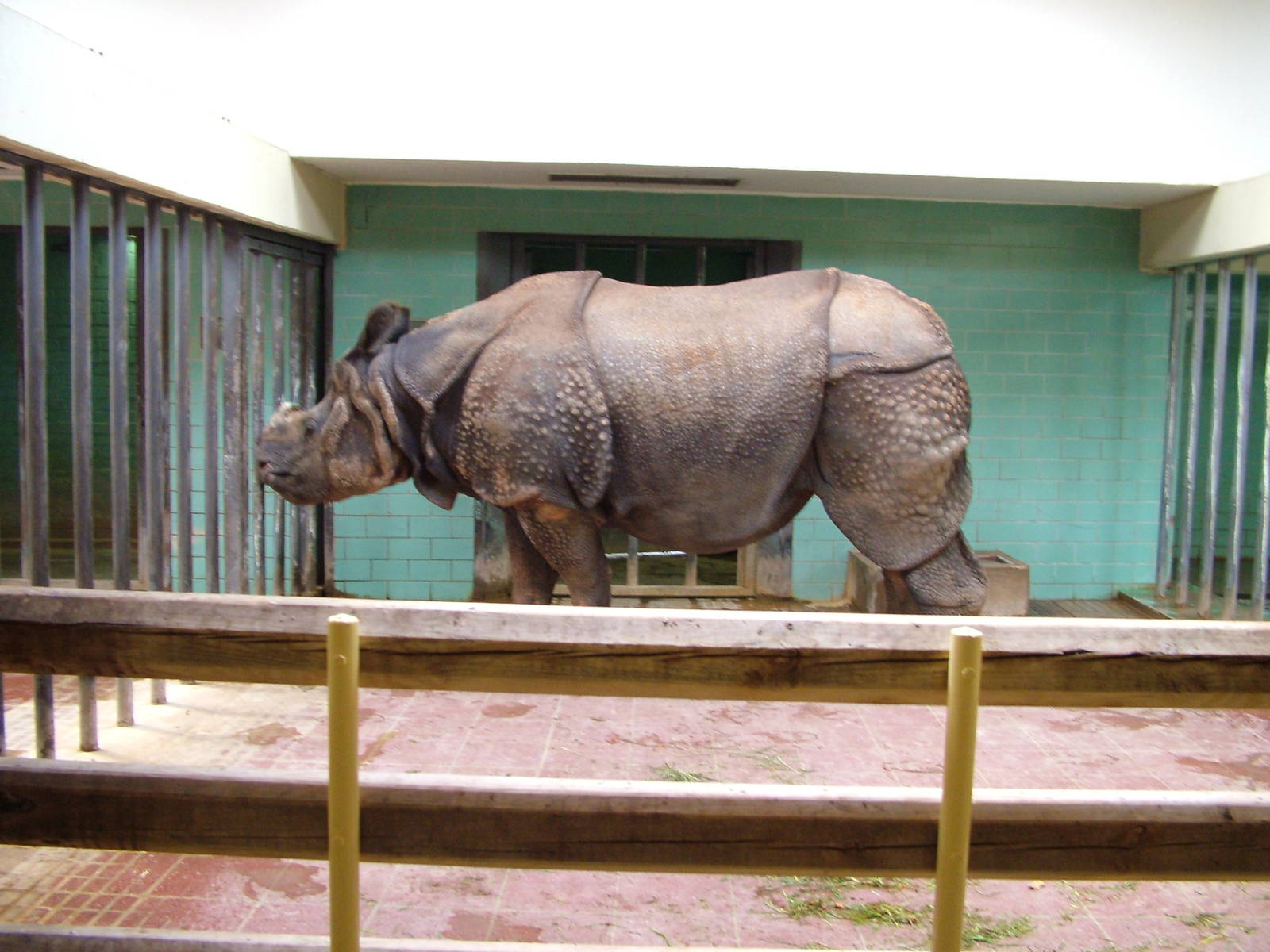 Indian Rhino Yodha at Berlin Zoo, 31/08/11