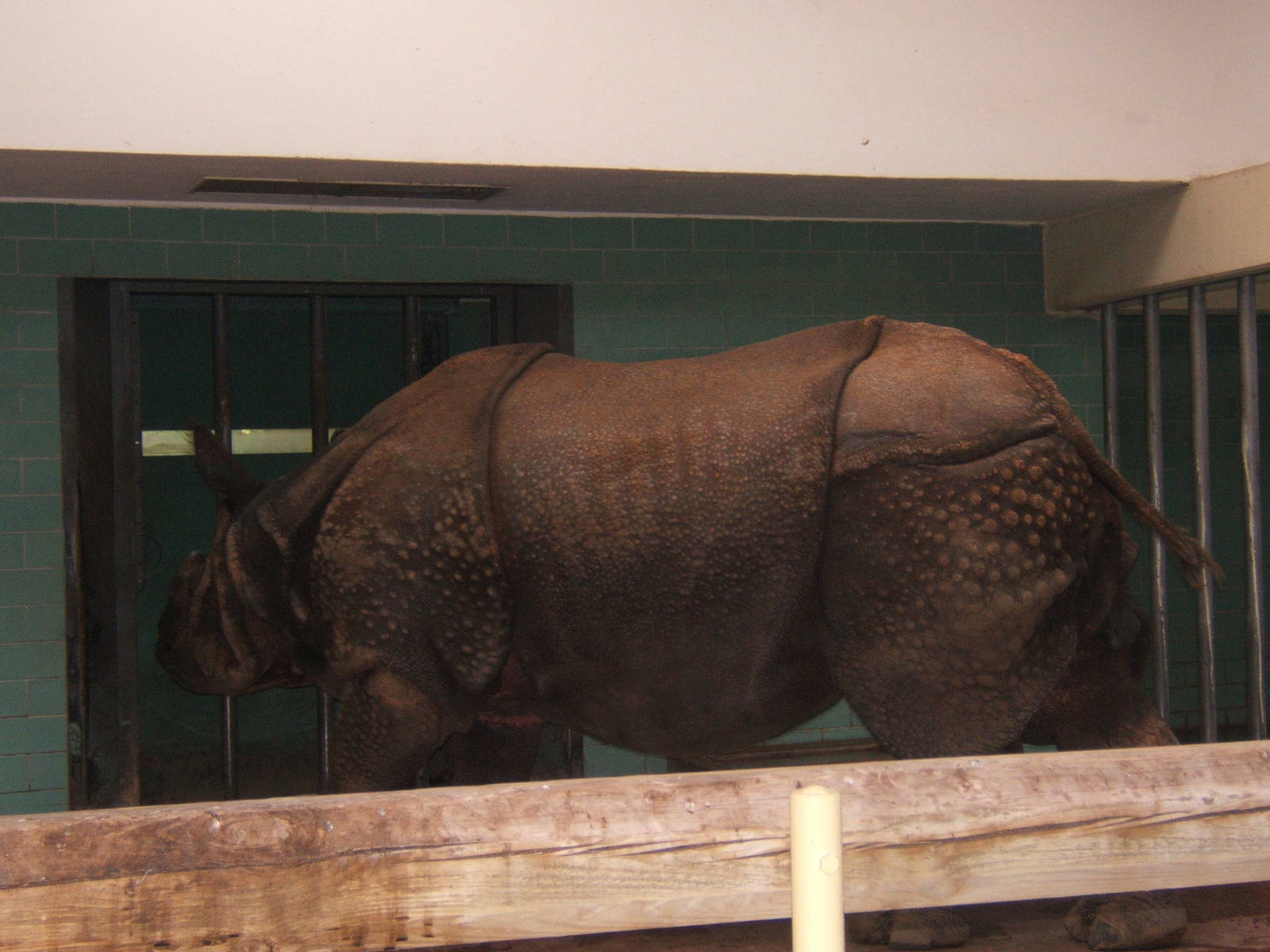 Indian Rhino (Yodha)