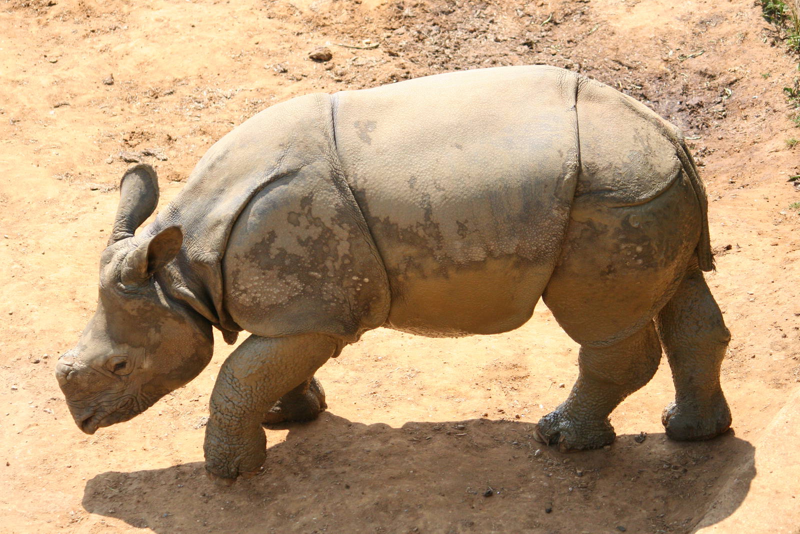 Indian rhino youngster