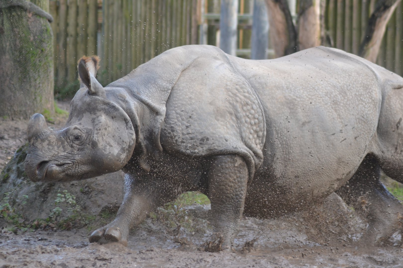 Indian rhino zoomies