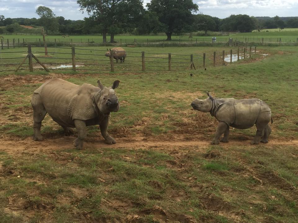 Indian Rhino - ZSL Whipsnade Zoo - July 2016