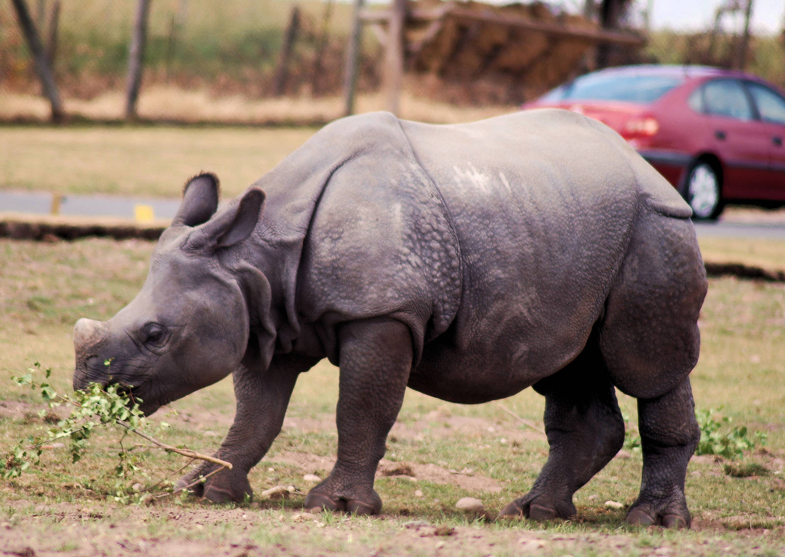 INDIAN RHINO
