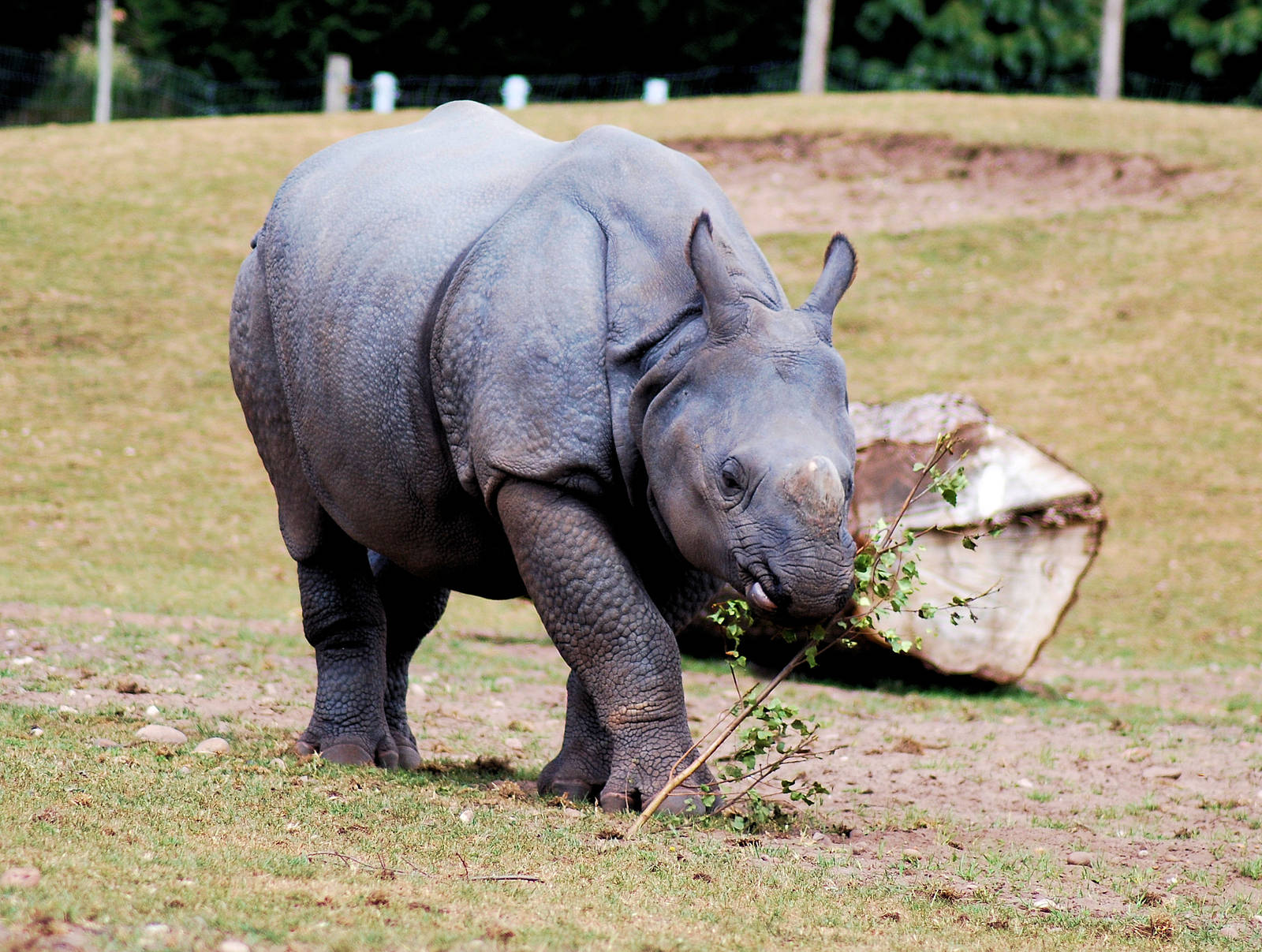 INDIAN RHINO