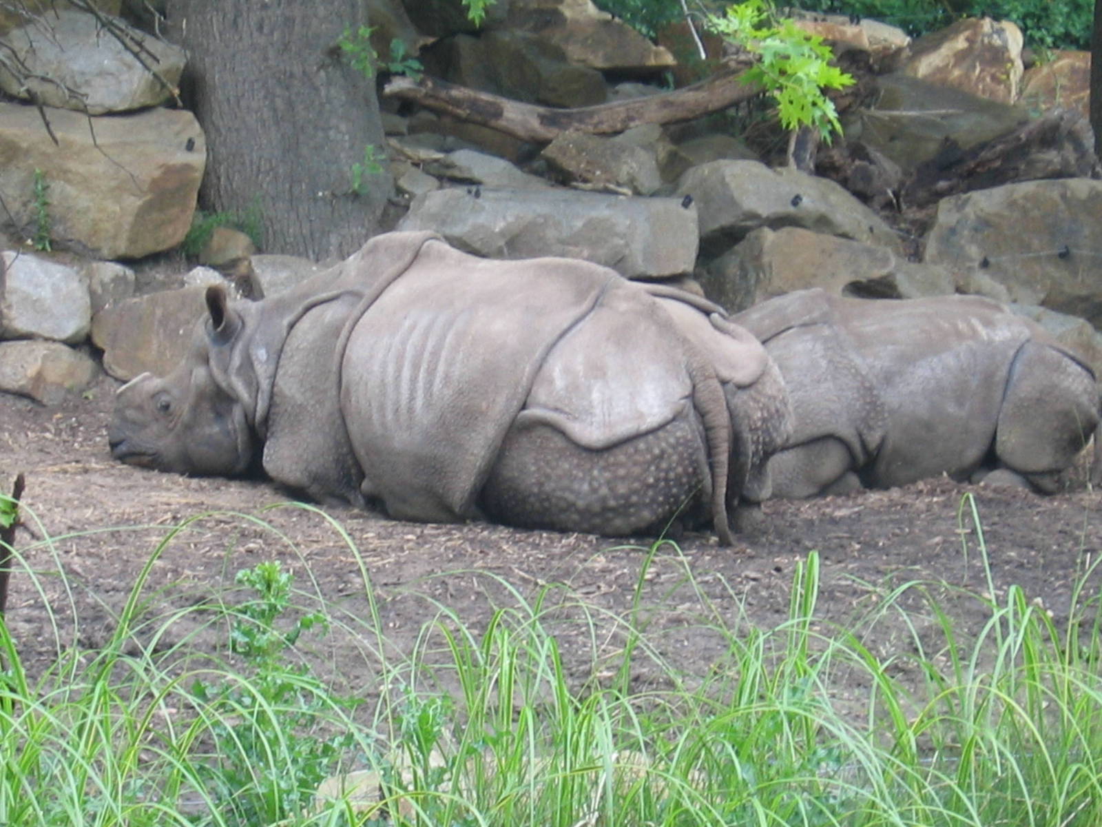 Indian rhino