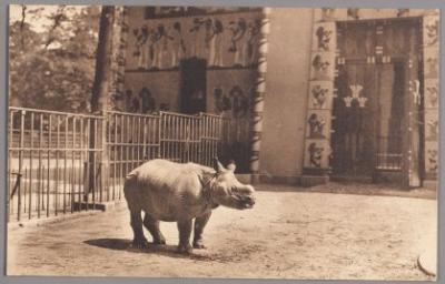 Indian rhino
