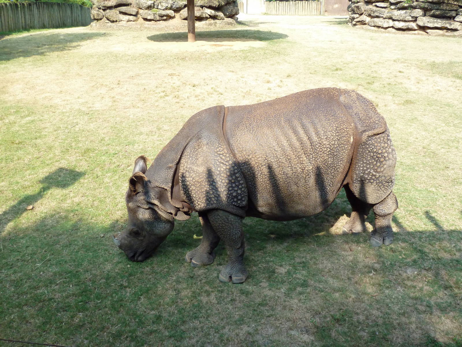 Indian Rhino