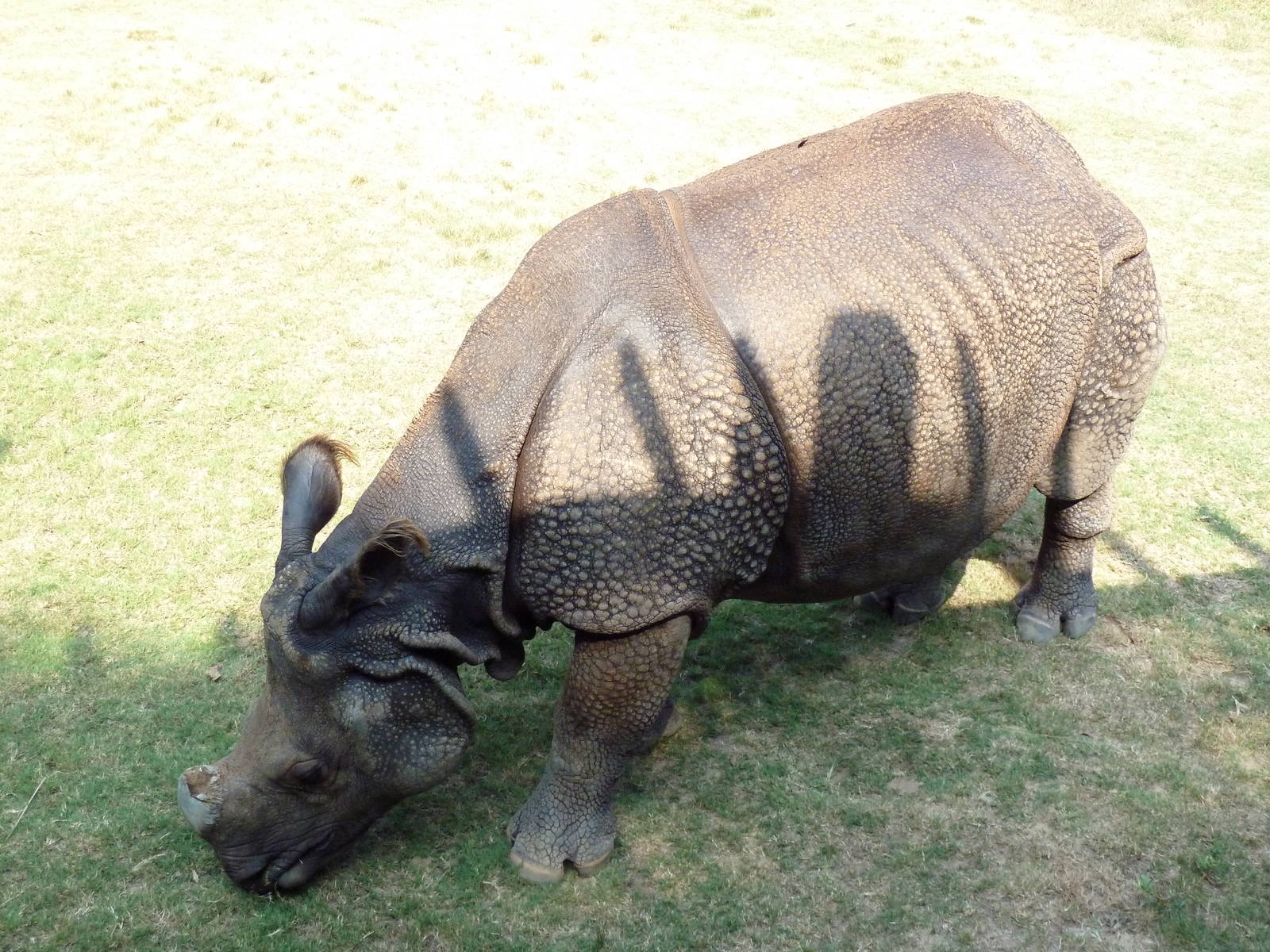 Indian Rhino