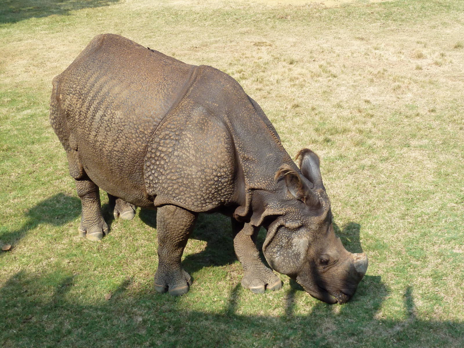 Indian Rhino