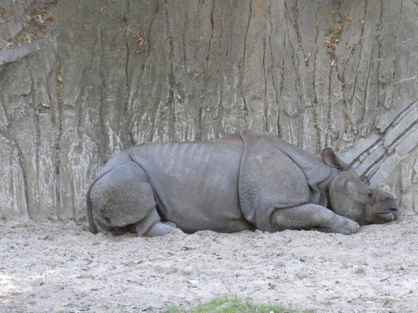Indian Rhino
