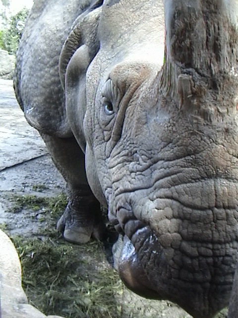 Indian Rhino