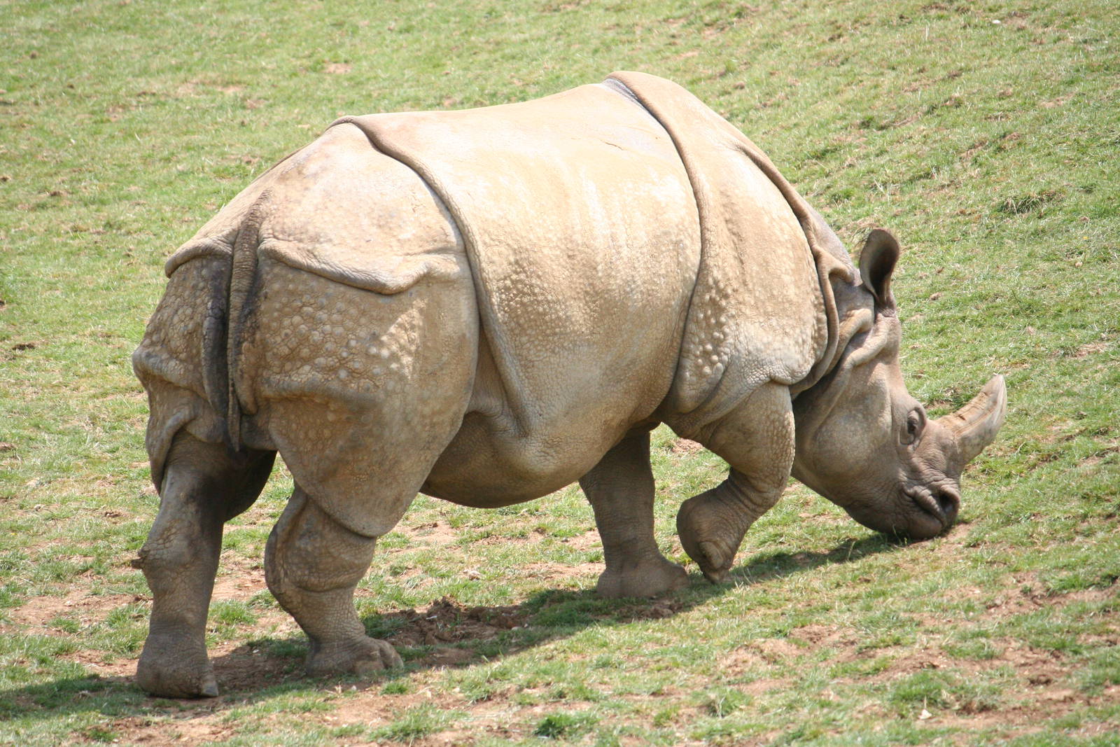 Indian rhino