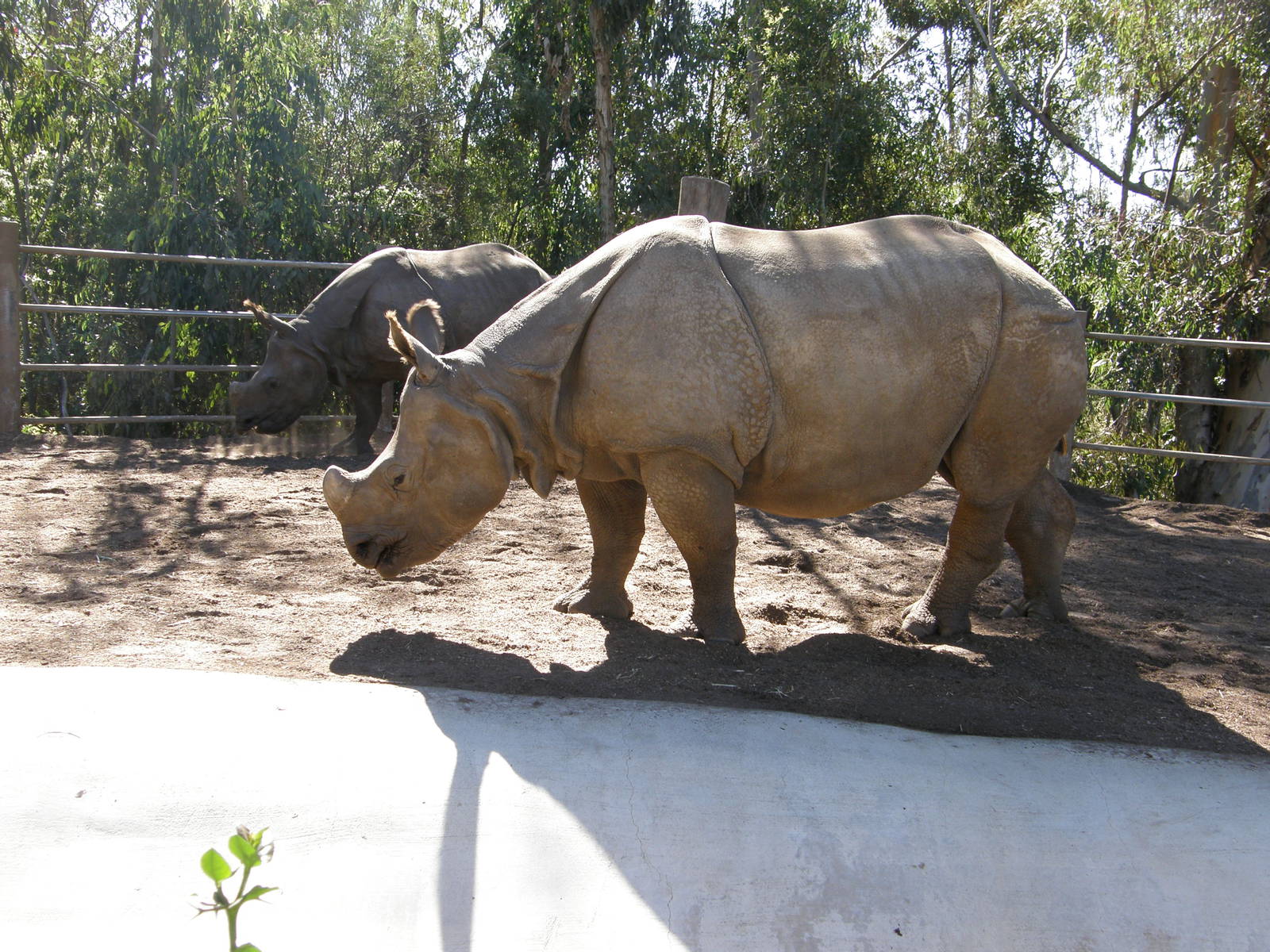 indian rhino