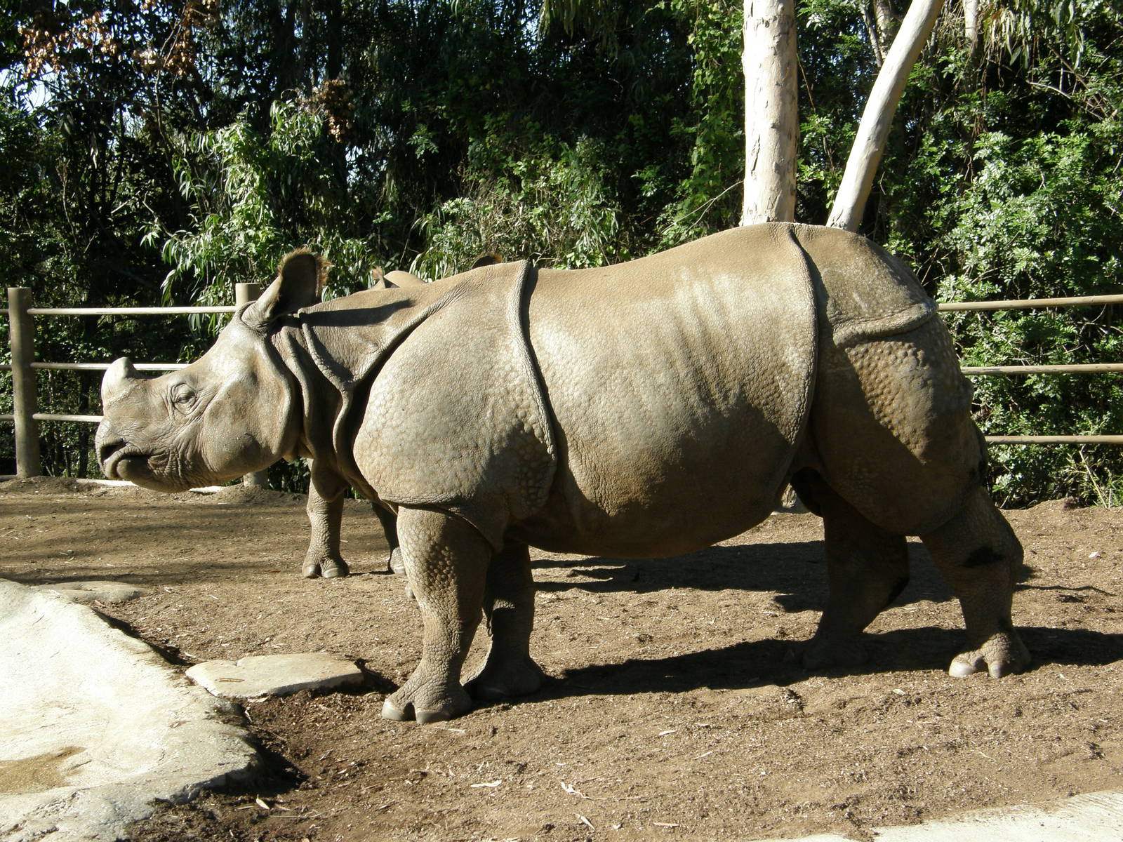 indian rhino