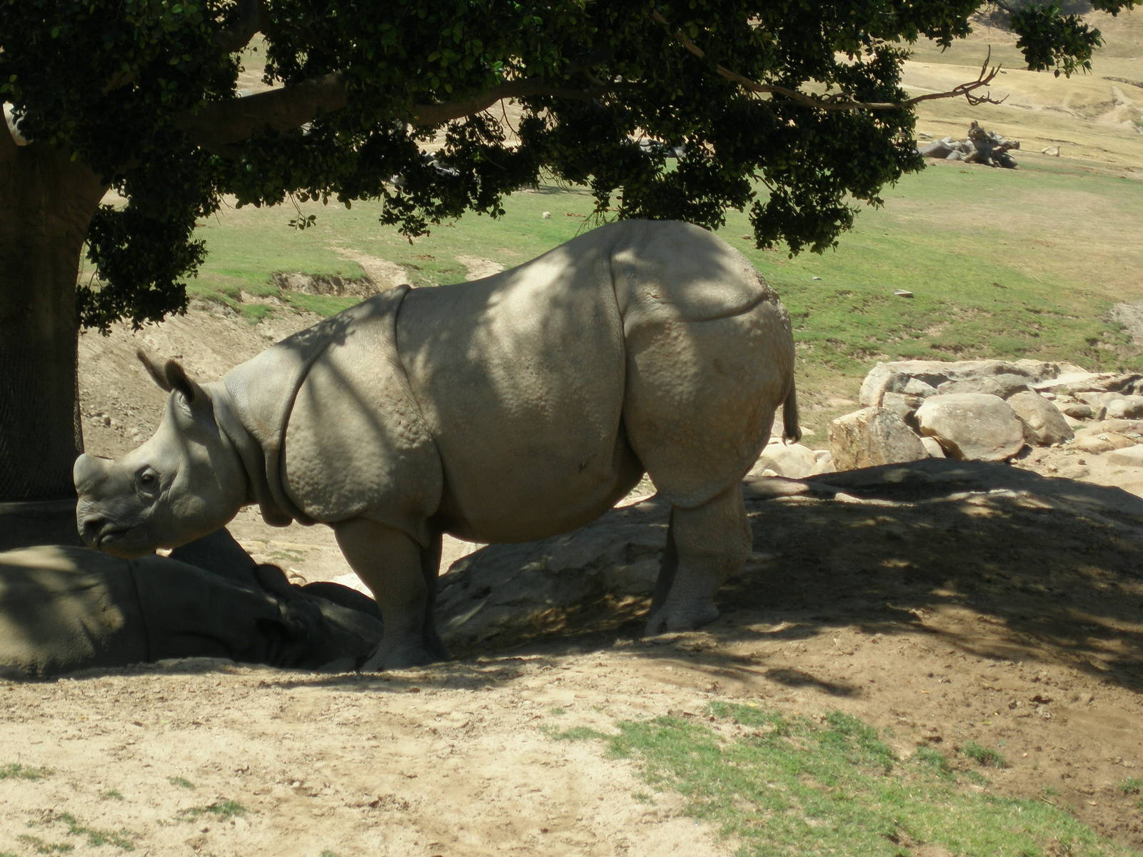indian rhino