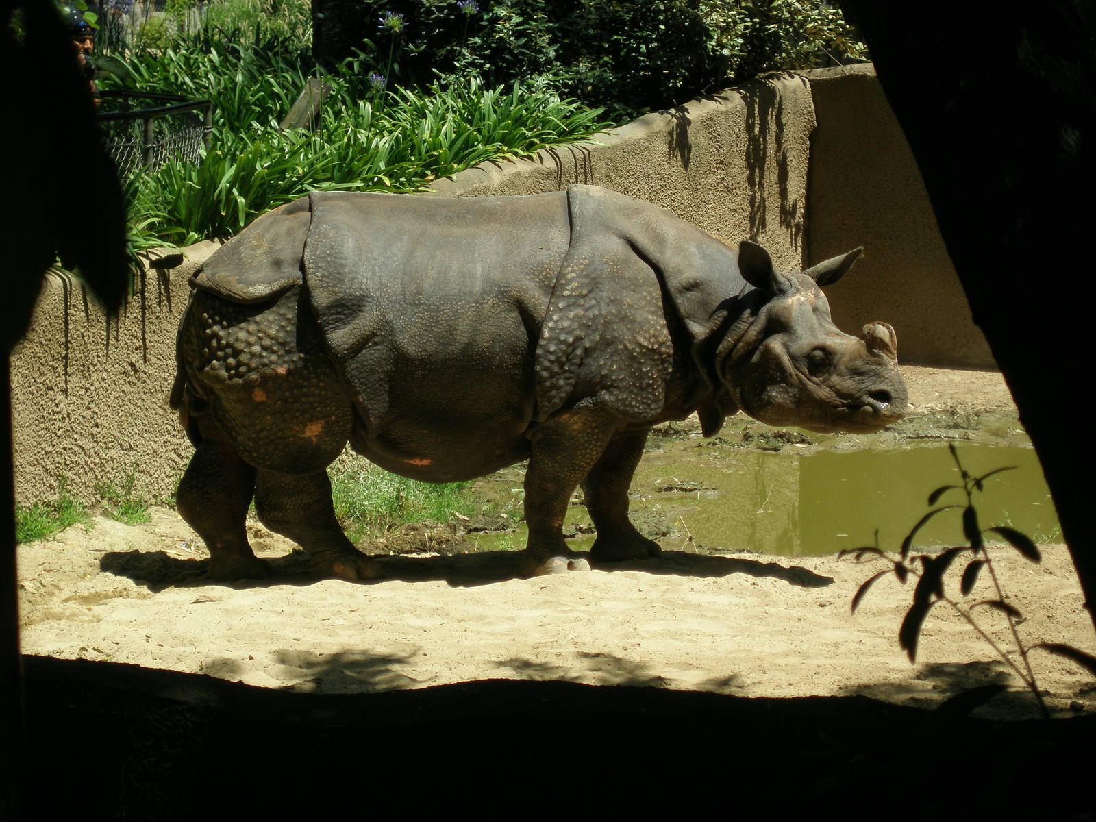 indian rhino