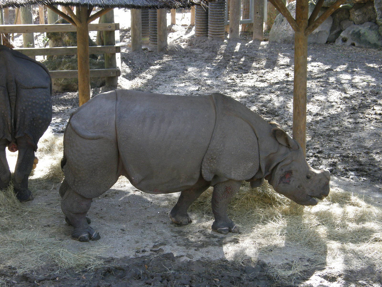 indian rhino