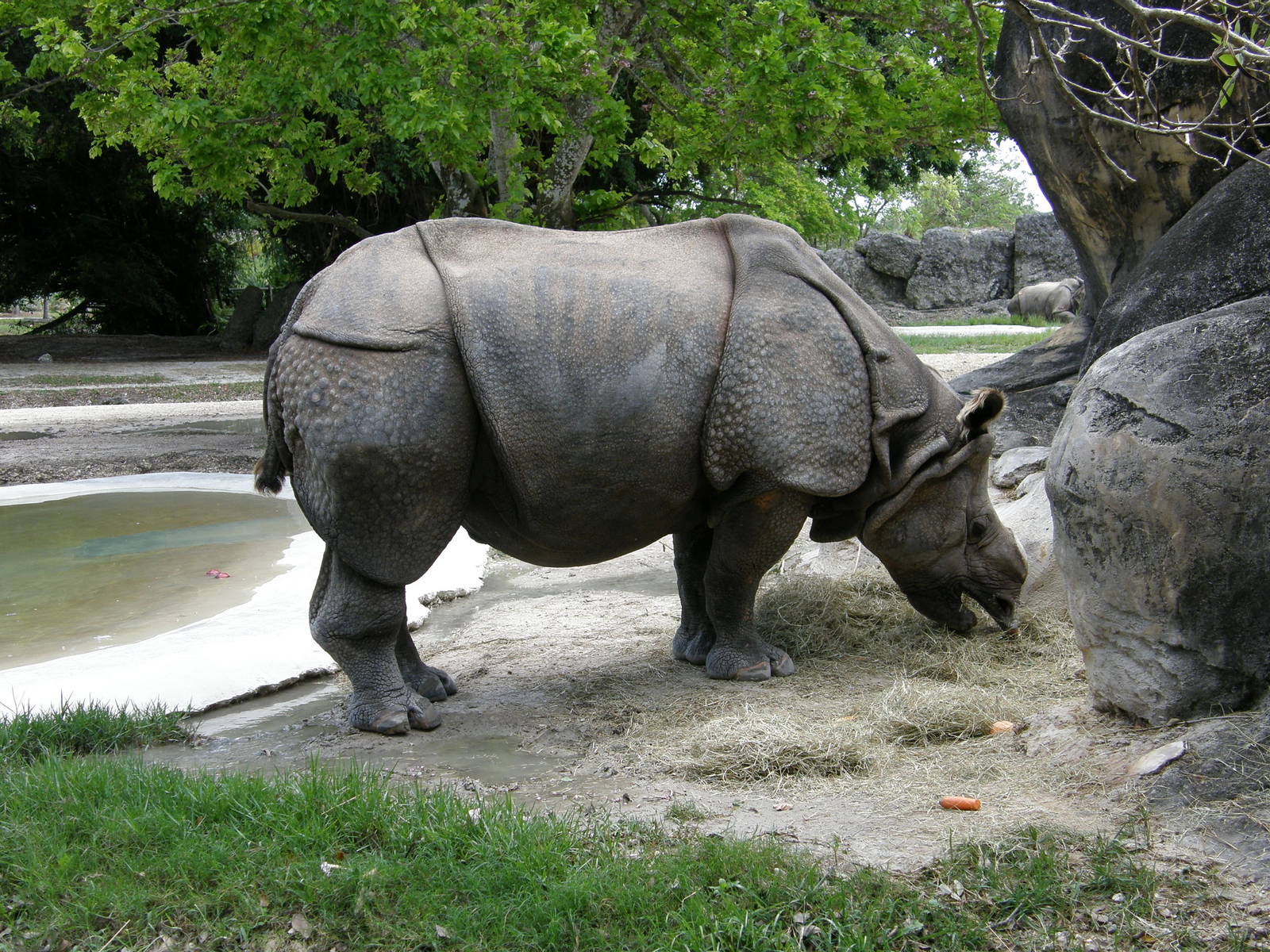 indian rhino